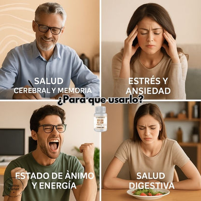 MELENA DE LEON FORTIFICADA - 60 Capsulas Mejora Cerebral, Concentración, Estrés y Ansiedad